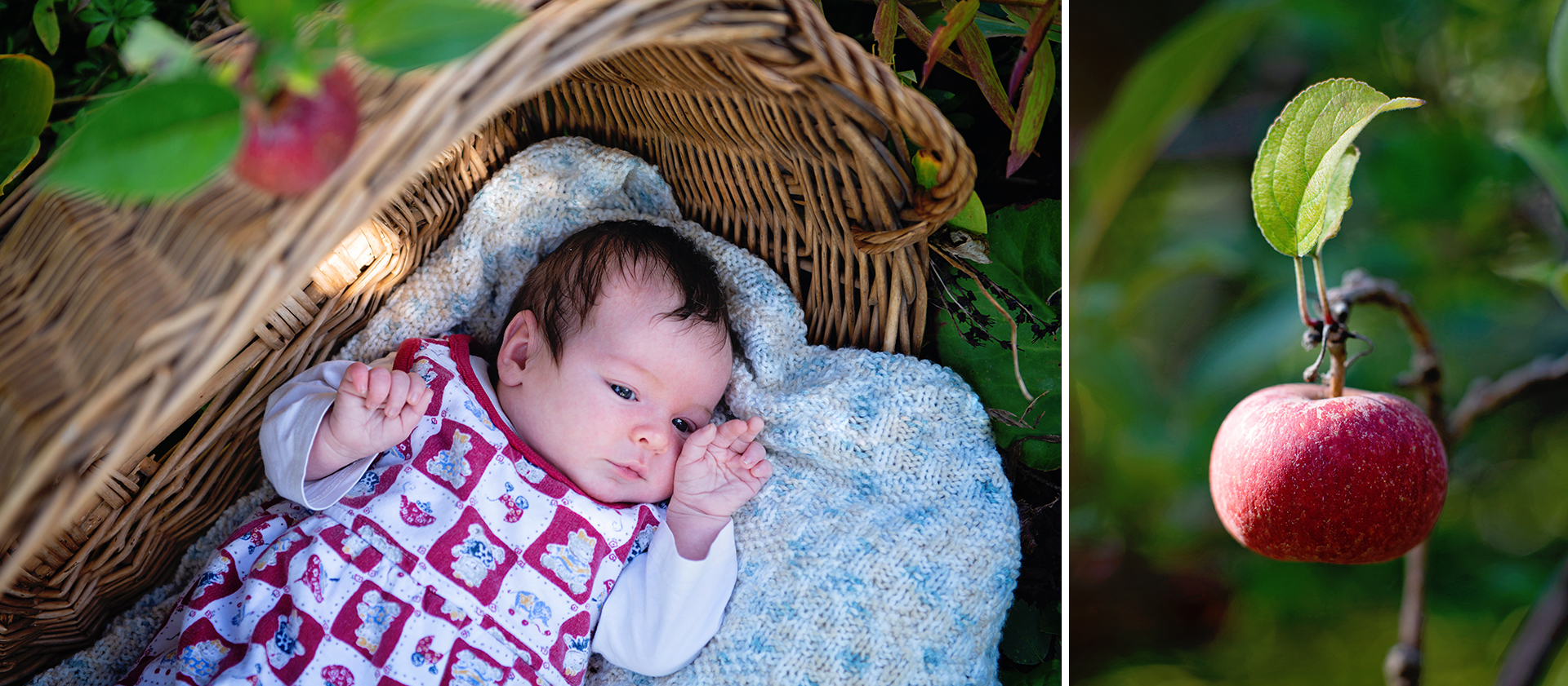 Familienfotografie: Ein Baby liegt in einem geflochtenen Wäschekorb unter einem Apfelbaum